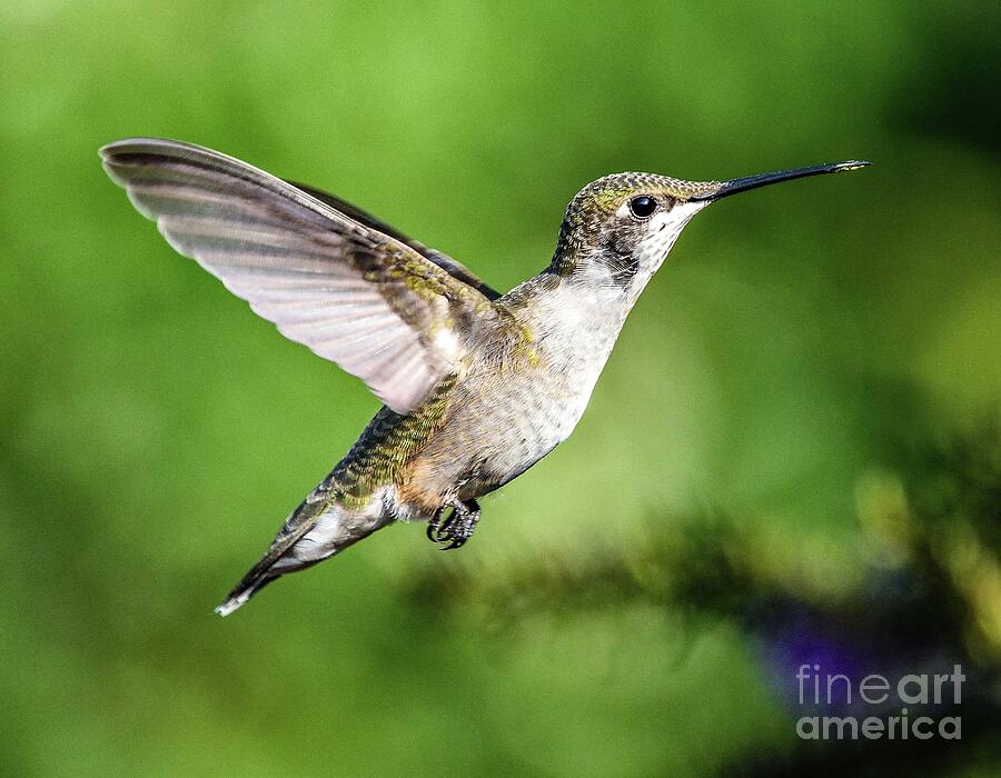 Juvenile Ruby-throated Hummingbird Getting Ready For Fall Migration Photograph