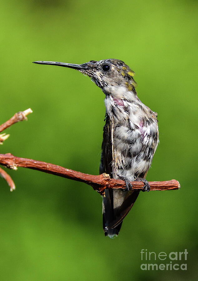 Juvenile Ruby-throated Hummingbird Growing Feathers Photograph