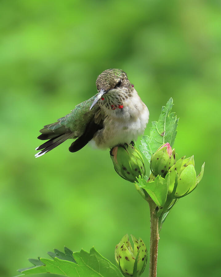 Bird Photograph - Juvenile Ruby-Throated Hummingbird-The Pose by Rebecca Grzenda