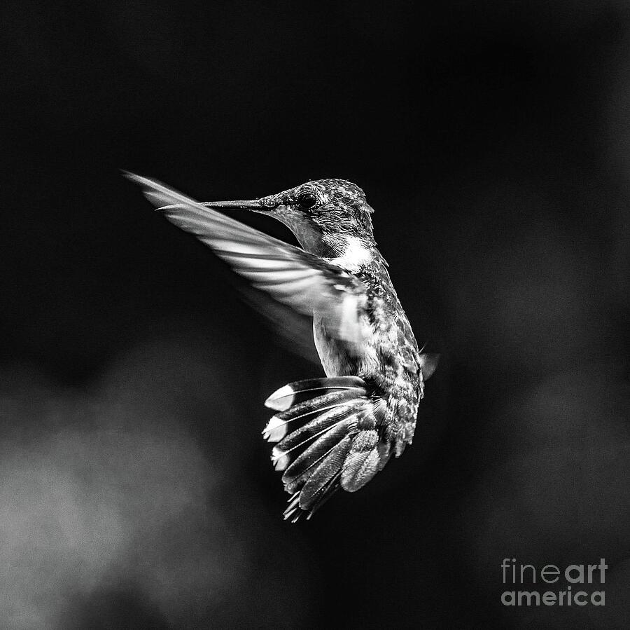 Juvenile Ruby-throated Hummingbird Trying To Slow Down B/w Photograph