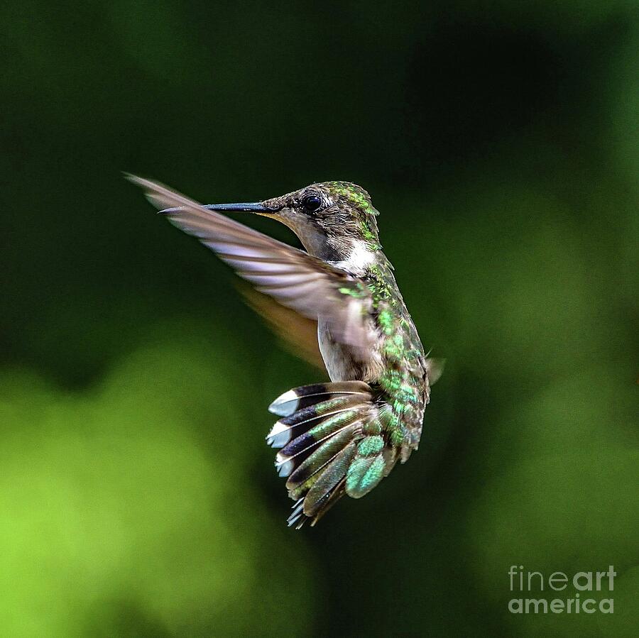 Juvenile Ruby-throated Hummingbird Trying To Slow Down Photograph