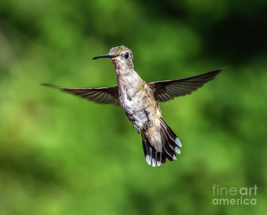 Juvenile Ruby-throated Hummingbird With Perfect Form Photograph