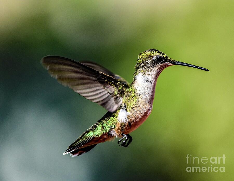 Juvenile Ruby-throated Hummingbirds Perfect Profile Photograph