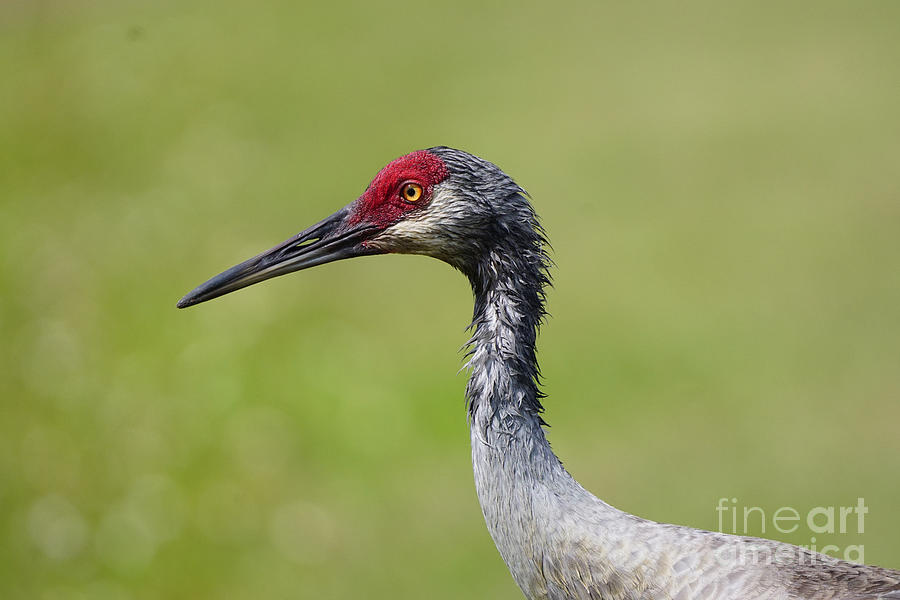 Juvenile Sandhill Crane Photograph by Brandon Lopez - Pixels