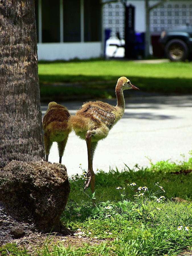 Juvenile Sandhill Cranes in Saint Cloud, Florida Photograph by ...