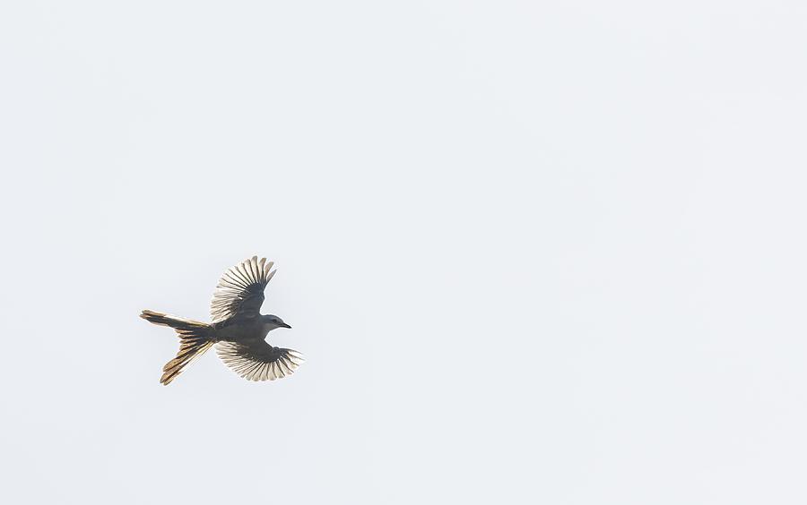 Juvenile Scissor tailed flycatcher testing the skies Photograph by ...