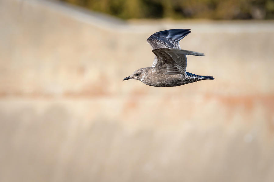 Juvenile Seagull In Flight Photograph