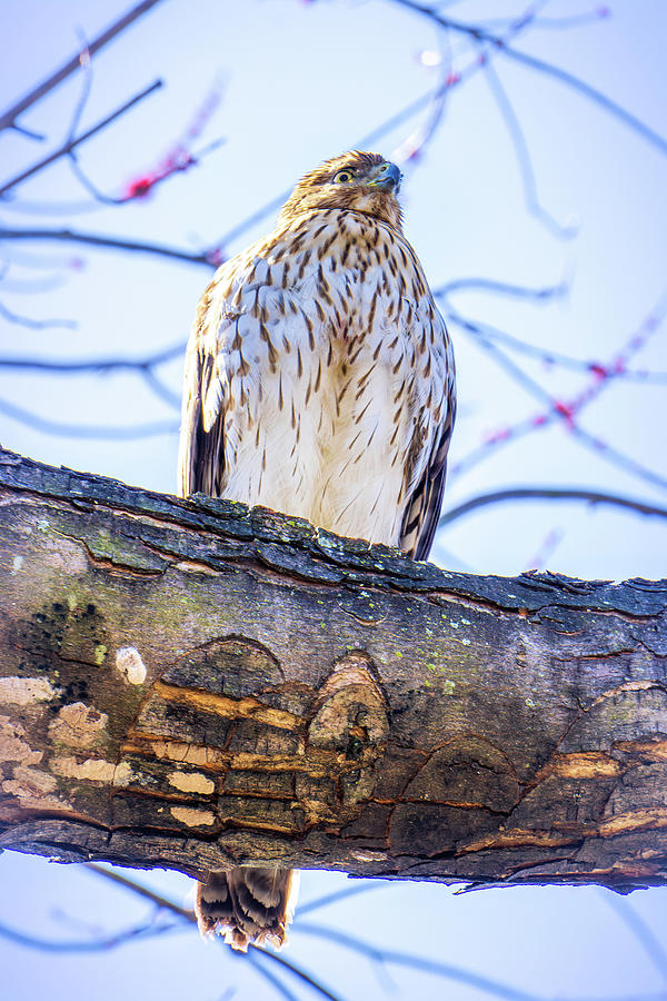 Juvenile Sharp-Shinned Hawk Photograph by Jason Fink