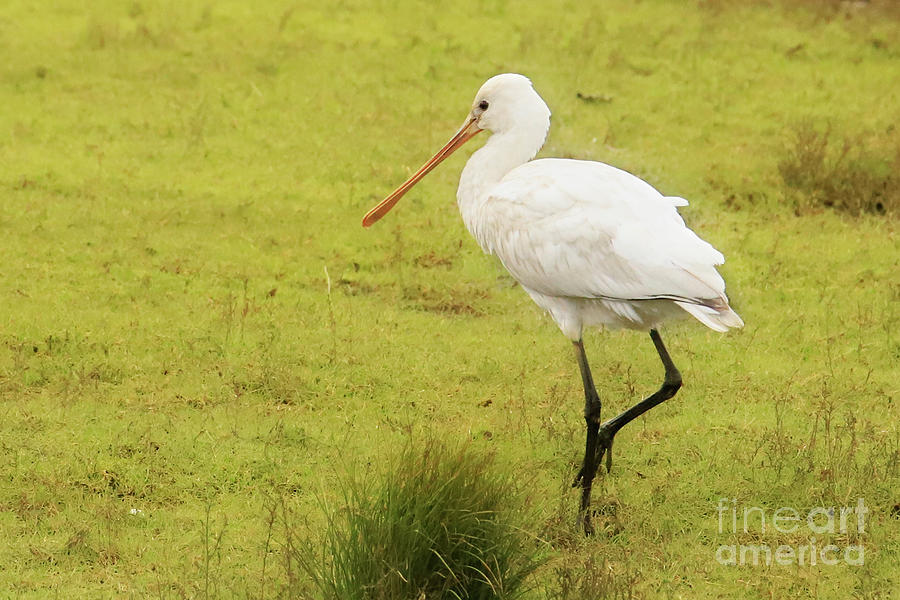 Juvenile Spoonbill Photograph by Terri Waters