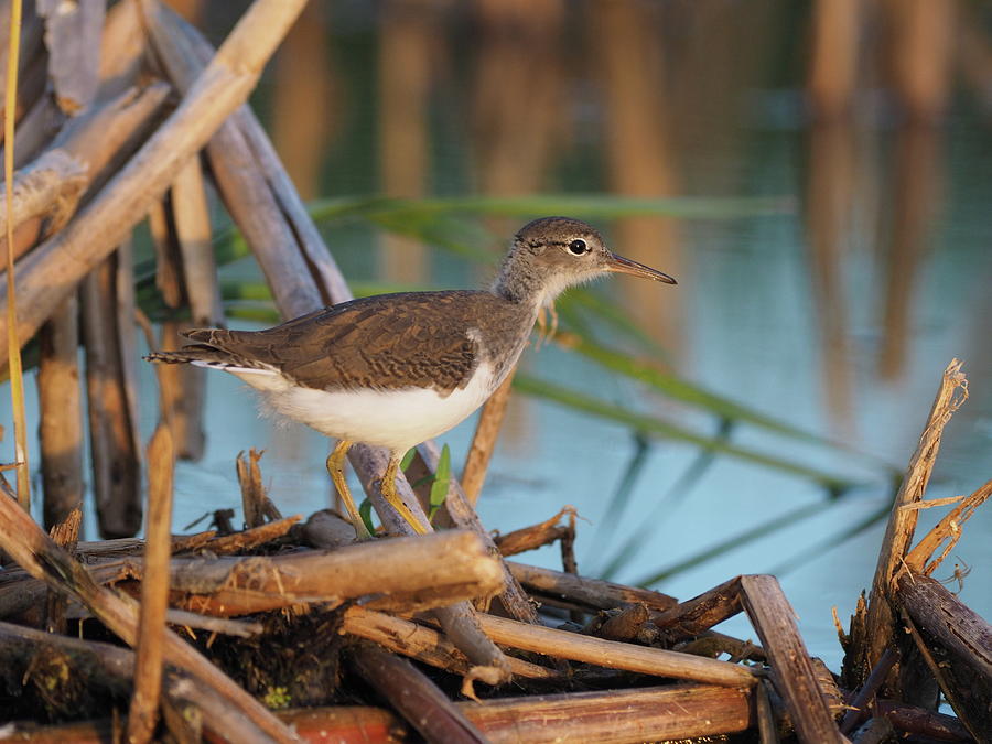Juvenile Spotted Sandpiper Photograph by James Peterson