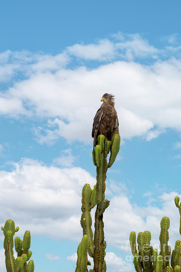 Juvenile tawny eagle, aquila rapax, perched on Euphorbia ingens cactus, or candelabra tree, against summer sky background. Tawny eagles are vulnerable in the wild with numbers decreasing. Photograph by Jane Rix