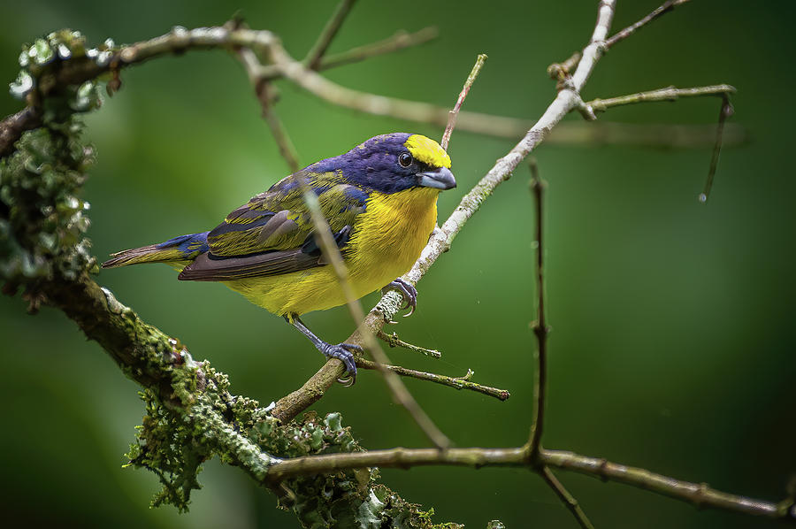 Juvenile Thick Billed Euphonia Entreaguas Ibague Tolima Colombia Photograph by Adam Rainoff