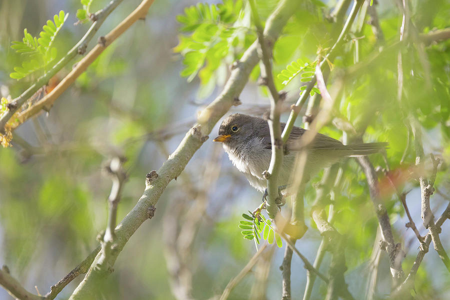 Juvenile Verdin Photograph by Rosemarie Woods - Fine Art America