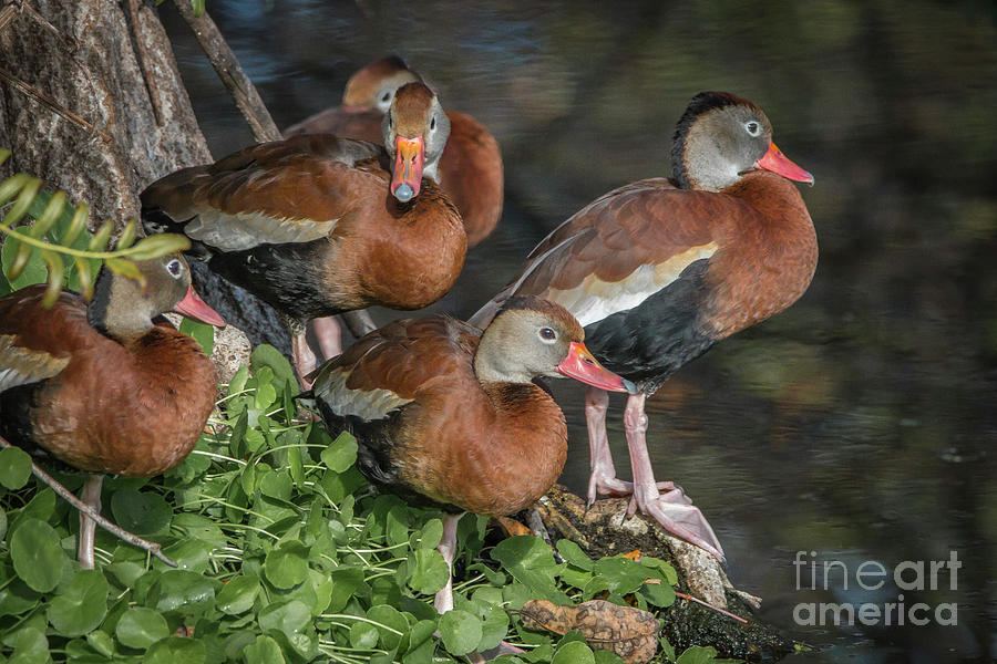Juvenile Whistling Ducks Photograph by Tom Claud
