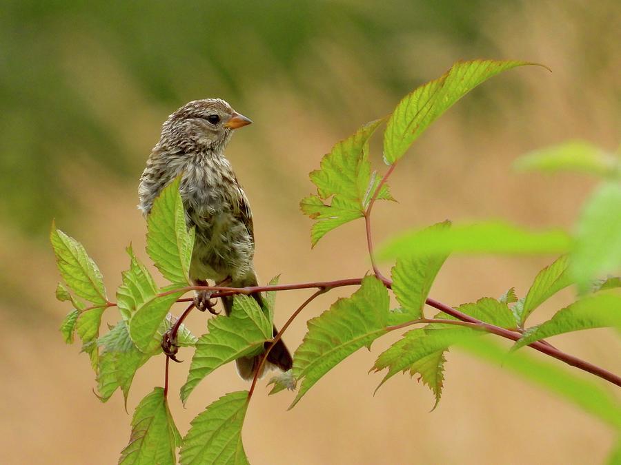 Juvenile White Crowned Sparrow In Nice Background Photograph By ...