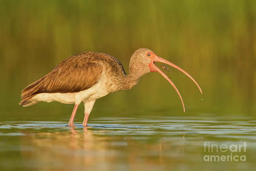 Juvenile White Ibis Hunting Photograph by Troy Lim - Fine Art America