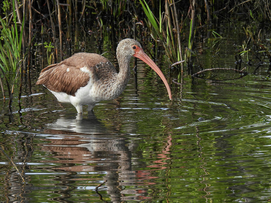 Juvenile white ibis in the Merritt Island Wildlife Refuge Photograph by ...