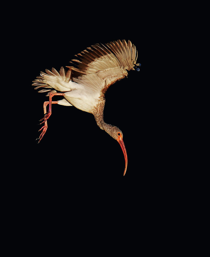 Juvenile White Ibis Photograph by Stuart Harrison