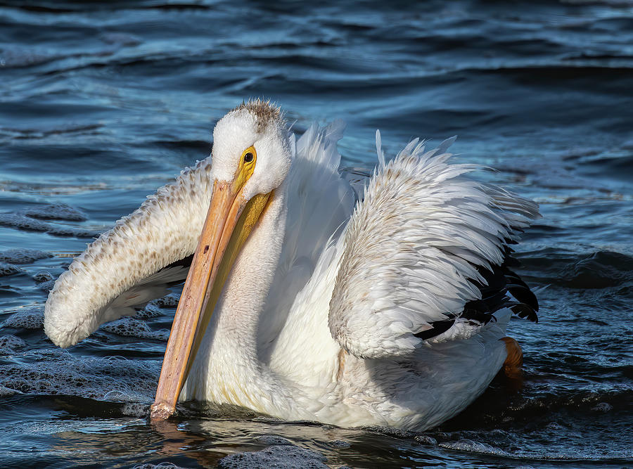 Juvenile White Pelican 2020-1 Photograph by Thomas Young