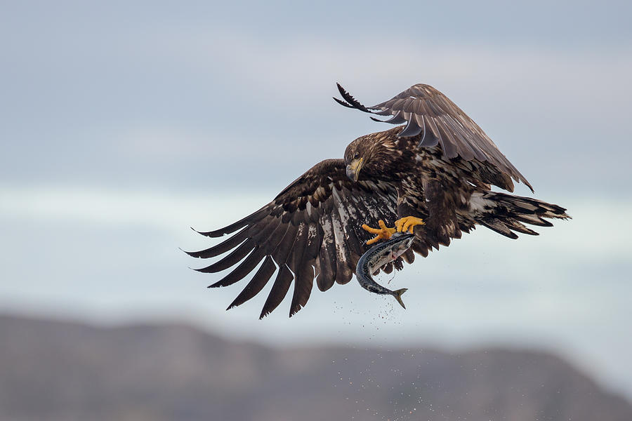 Juvenile white tailed eagle Photograph by Susanna Chan Photography