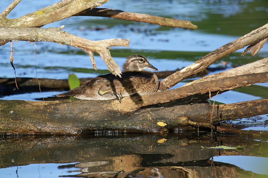 Juvenile Wood Duck Photograph by Brook Burling