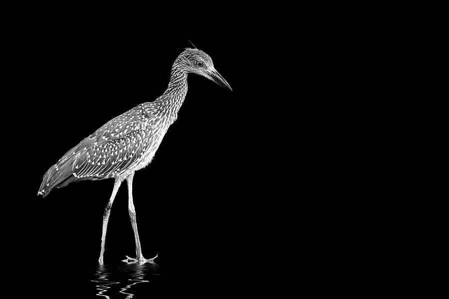 Juvenile Yellow-crowned night heron in Black and White Photograph by Perla Copernik