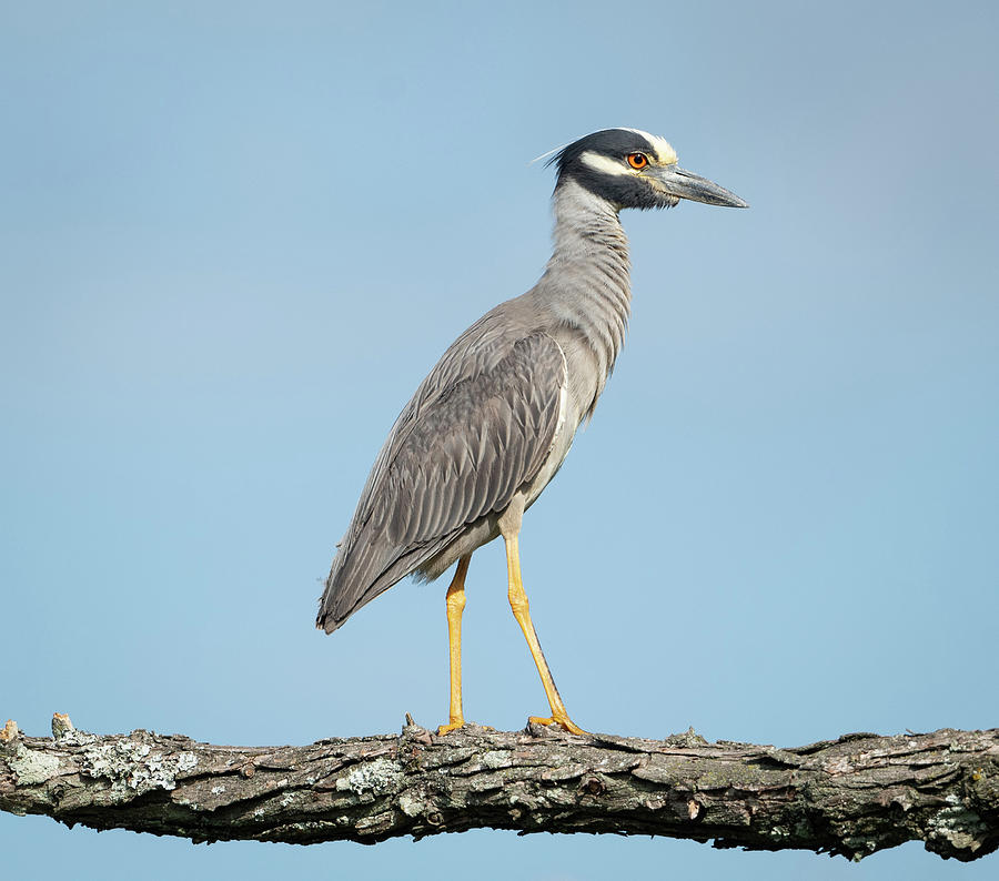 Juvenile Yellow-crowned Night Heron Photograph by Julie Barrick - Pixels