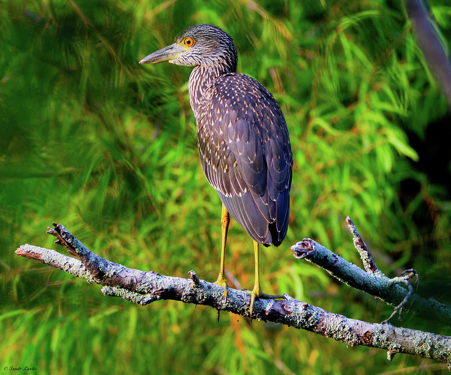 Juvenile Yellow-crowned Night Heron Photograph by Sandy Zanko - Fine ...