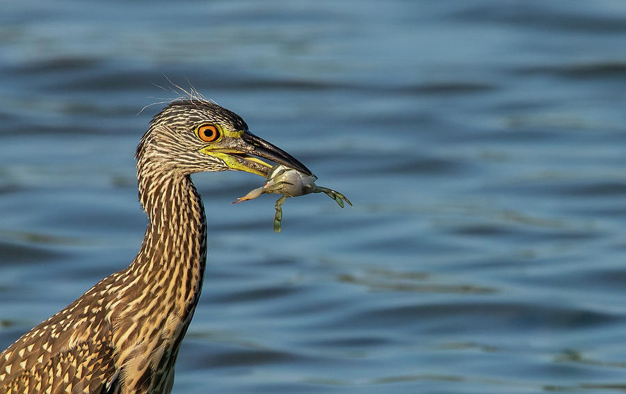 Juvenile Yellow-crowned Night Heron With Crab Photograph
