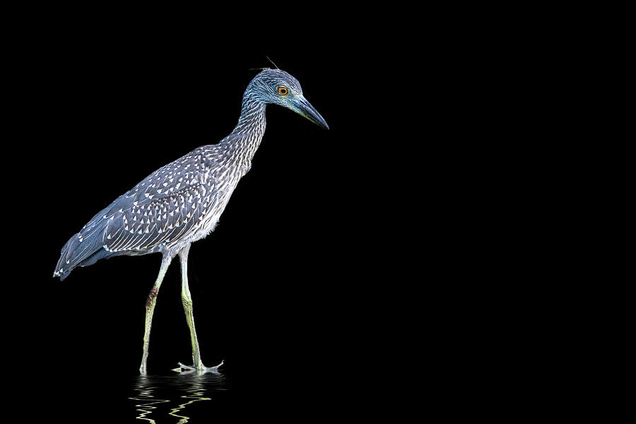 Juvenile Yellow-crowned night heron with reflection Photograph by Perla Copernik