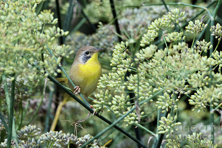 Juvenile Yellowthroat Photograph by Kristine Anderson