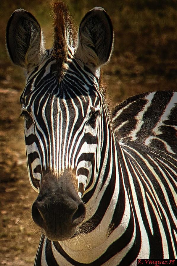 Juvenile Zebra Stare Photograph by Rene Vasquez
