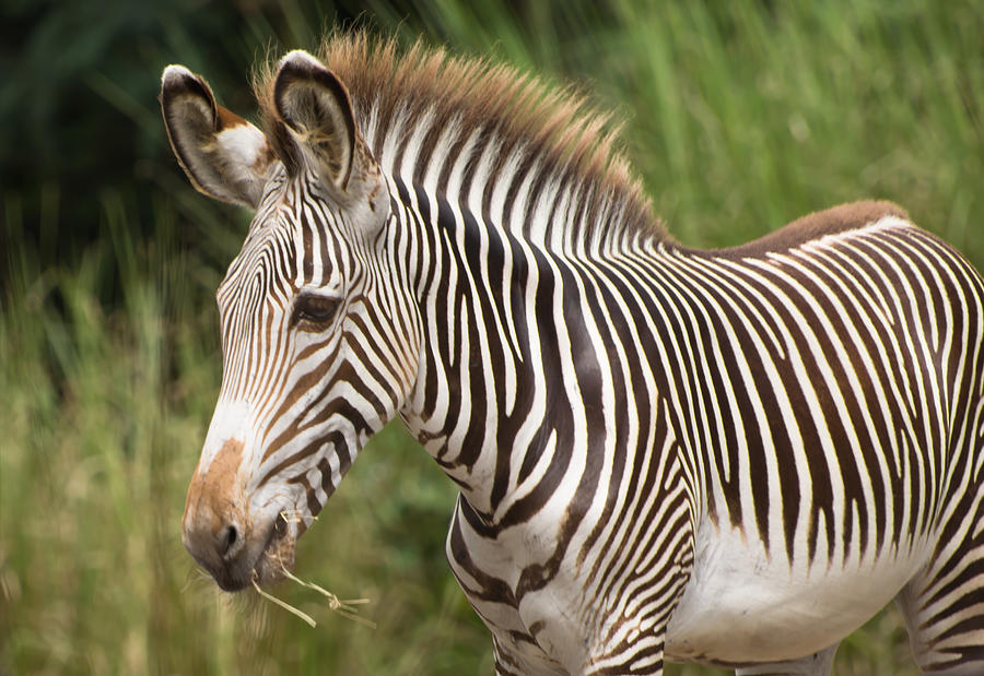 Juvenile zebra Photograph by Zina Stromberg