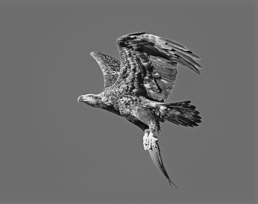 Juvenille Bald Eagle  BW Photograph by Susan Candelario