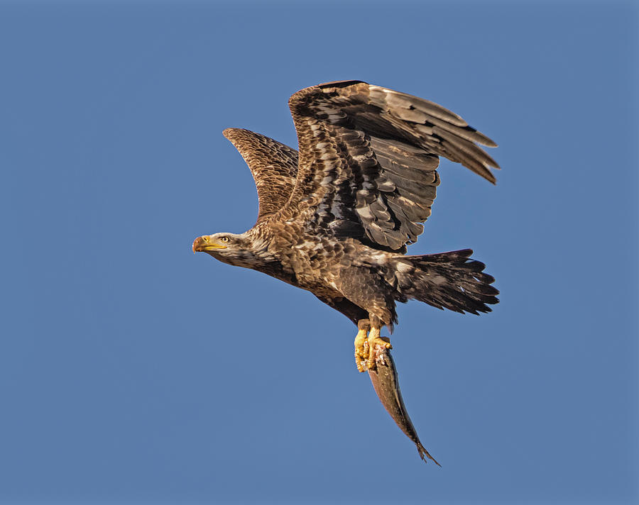 Juvenille Bald Eagle  Photograph by Susan Candelario