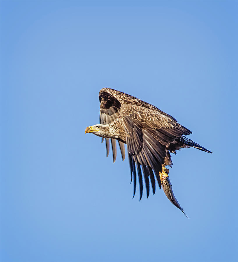 Juvi Bald Eagle  Photograph by Susan Candelario