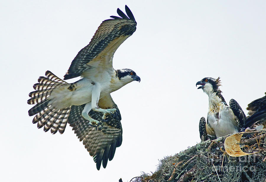 Juvie Ospreys Fledging Photograph by Larry Nieland