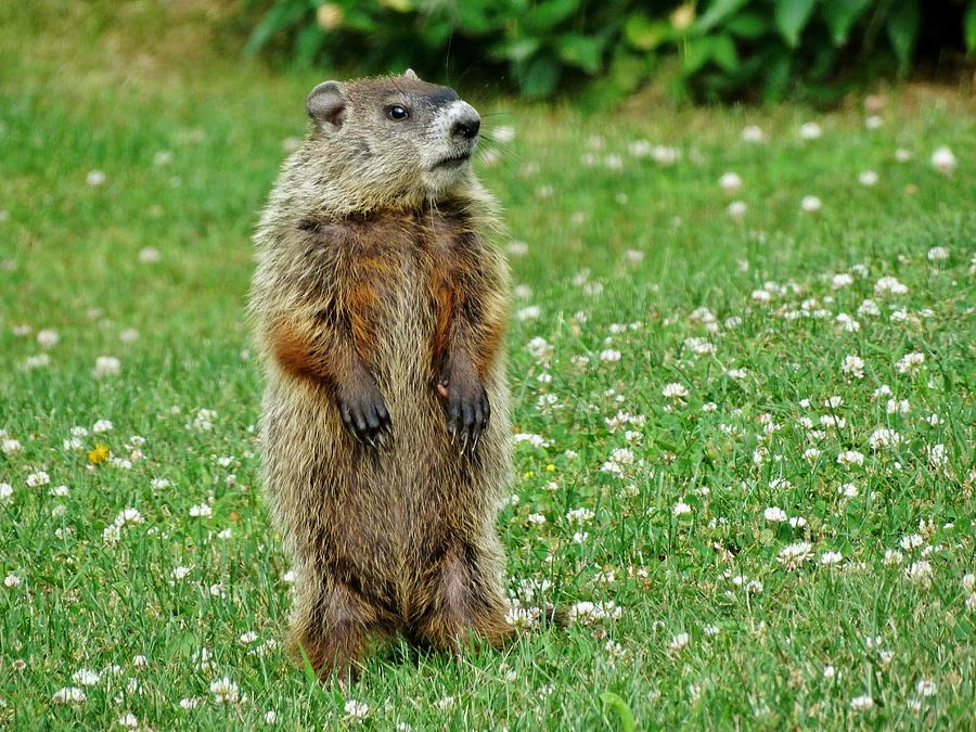 Juvnile Groundhog Standing In Clover Photograph by Susan Sam