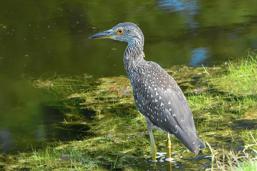 Juvenile Yellow Crown Night Heron Photograph by Jerry Griffin