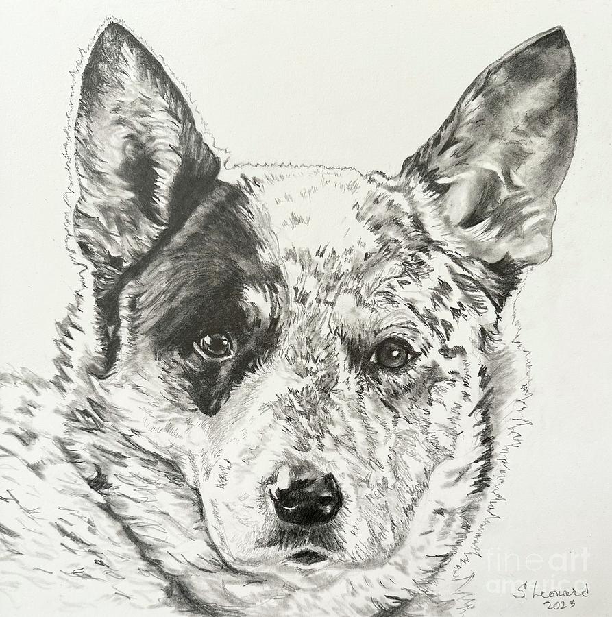 Dog Drawing - JW by Suzanne Leonard