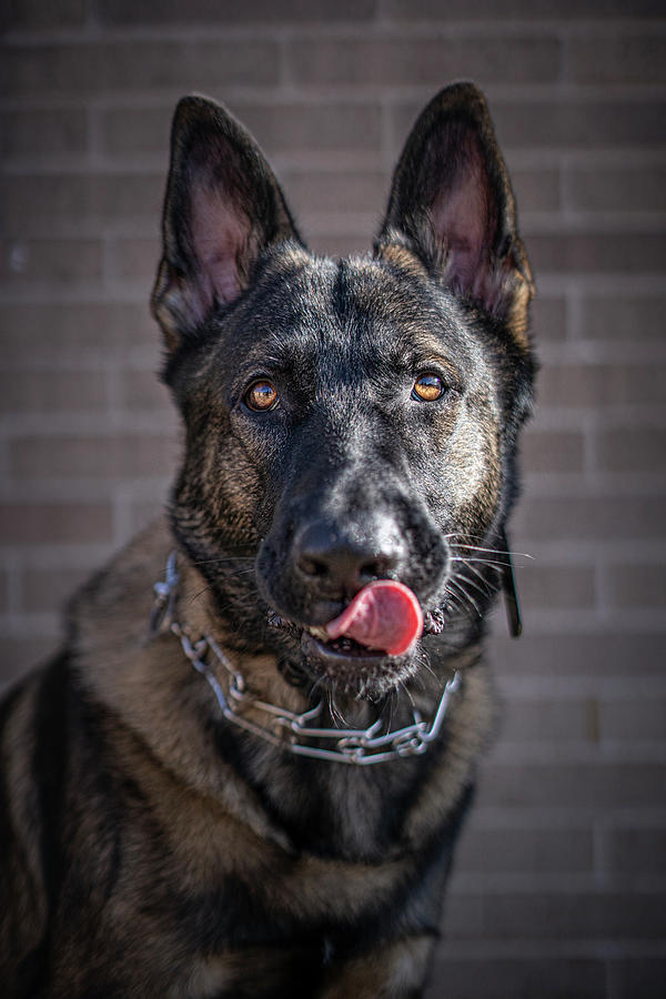 K9 Alger Photograph by Lifework Productions