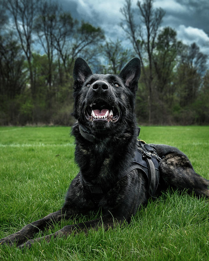 K9 Diesel Photograph by Lifework Productions