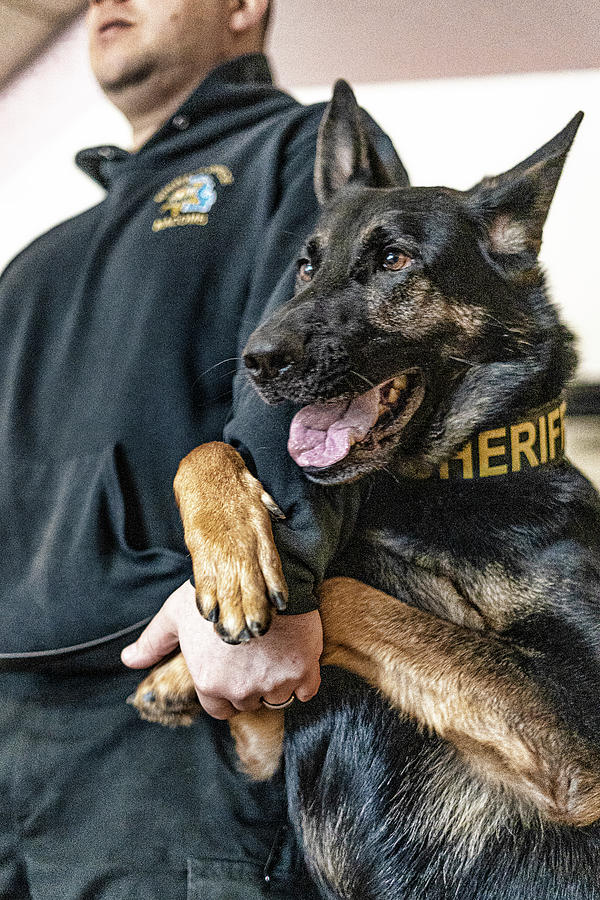 K9 Enzo - Macomb County Sheriff Photograph by Lifework Productions