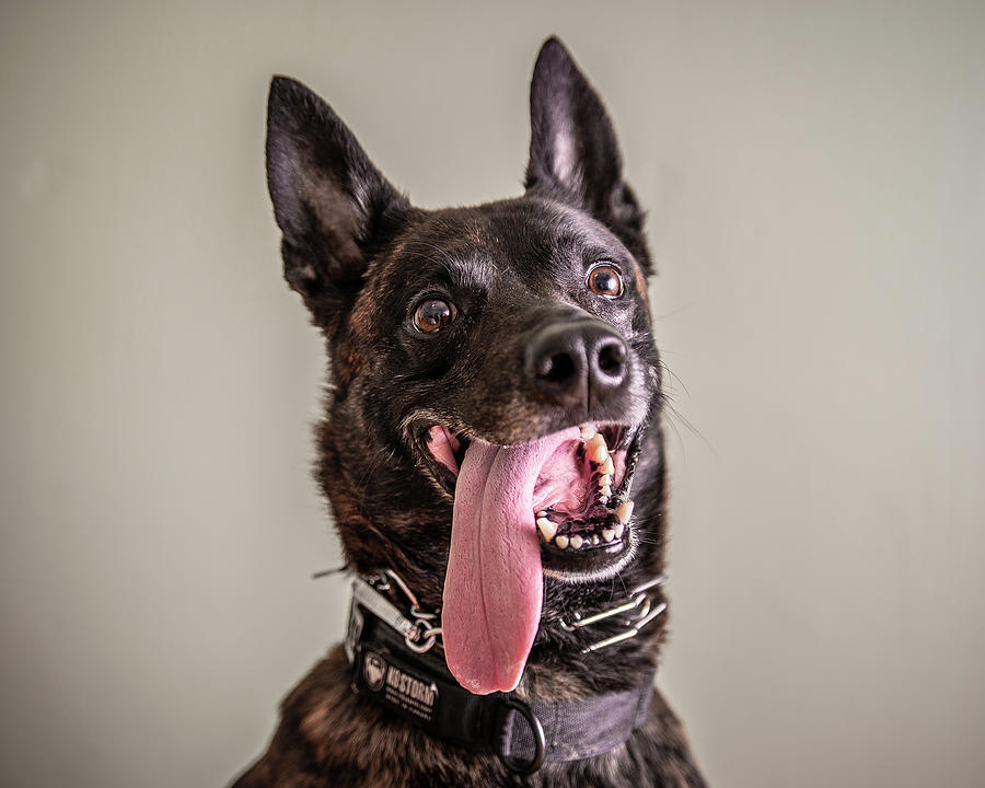 K9 Bruno - Wayne State University PD by Lifework Productions