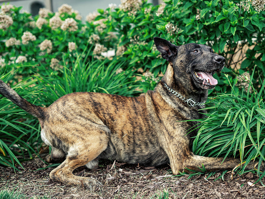 K9 Ruger - Southfield PD Photograph by Lifework Productions