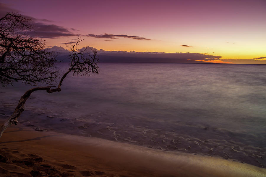 Kaanapali Beach Maui Sunset Tree Photograph by Scott McGuire
