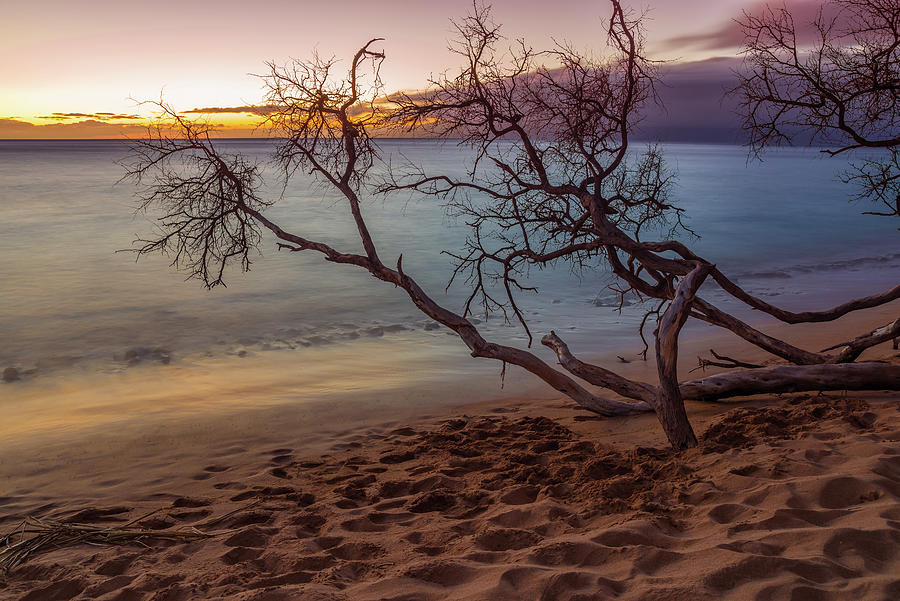 Kaanapali Beach Trees and Footprints Maui Sunset Photograph by Scott McGuire