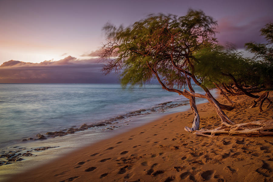 Kaanapali Beach Trees Maui Sunset Photograph by Scott McGuire