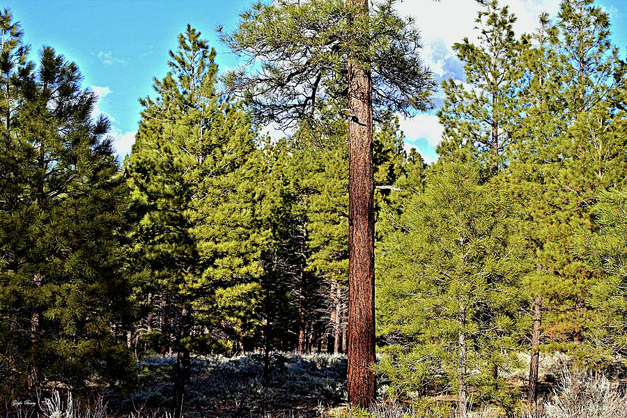 Tree Mixed Media - Kaibab National Forest 02 by Gayle Berry