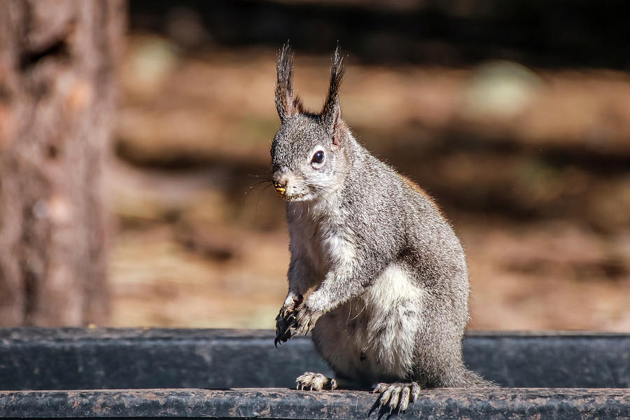 Kaibab Squirrel Photograph by Dawn Richards